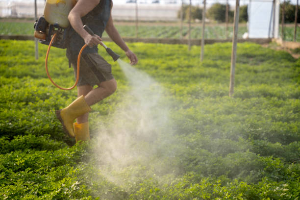 Best Affordable Pest Control Services  in Chimayo, NM