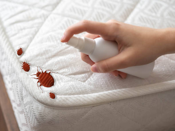 Professional Pest Control in Chimayo, NM
