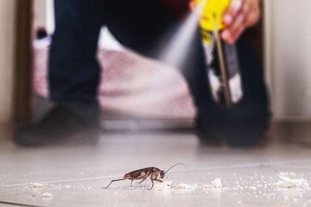Best Best Pest Control Companies  in Chimayo, NM